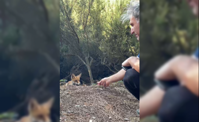 Yalova'da Piknik Yaparken Tilkiyle Karşılaşan Vatandaş Onu Kendi Elleriyle Besledi